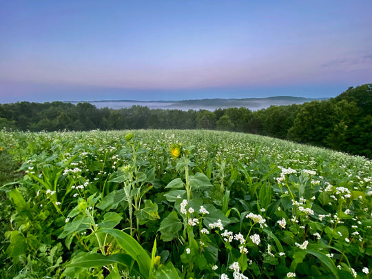 Custom Food Plot Planting Service