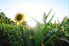 Custom Food Plot Planting Service